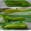 gon rhamni larva1 volg